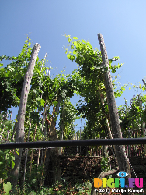 SX19670 Grapevines in Corniglia, Cinque Terre, Italy